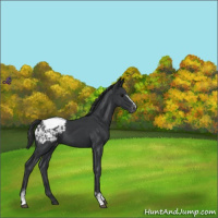 Horse Color:White Spotted Black Snowcap 