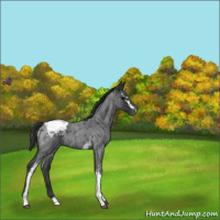 Horse Color:White Spotted Blue Roan Appaloosa 