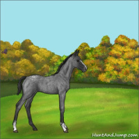 Horse Color:White Spotted Blue Roan Varnish 
