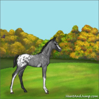 Horse Color:White Spotted Blue Roan Appaloosa 