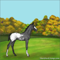 Horse Color:White Spotted Blue Roan Snowcap 