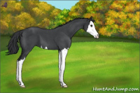Horse Color:Blue Roan Splash