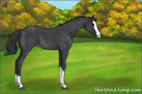 Horse Color:Blue Roan Splash Varnish 