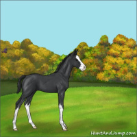 Horse Color:Blue Roan Splash 