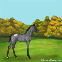Horse Color:Blue Roan Appaloosa 