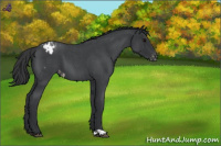 Horse Color:Blue Roan Appaloosa