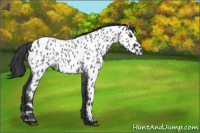 Horse Color:Blue Roan Appaloosa 