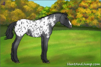 Horse Color:Blue Roan Appaloosa 