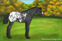Horse Color:Blue Roan Appaloosa 