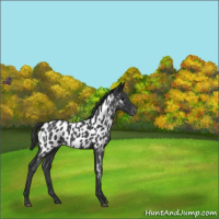 Horse Color:Blue Roan Appaloosa 