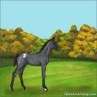 Horse Color:Blue Roan Appaloosa 