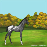 Horse Color:Blue Roan Appaloosa 
