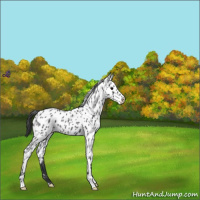 Horse Color:Blue Roan Leopard 