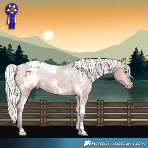 Horse Color:White Spotted Silver Brown Appaloosa Rabicano 