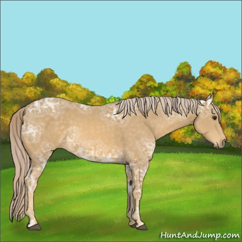 Horse Color:Palomino Ice 