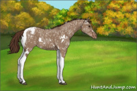 Horse Color:White Spotted Liver Red Dun Ice Tobiano Appaloosa