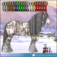 Horse Color:Brown Dun Sabino Appaloosa Rabicano  and Liver Red Dun Appaloosa 