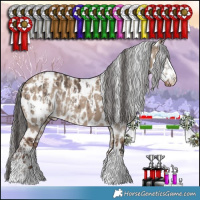 Horse Color:Brown Dun Sabino Appaloosa Rabicano  and Liver Red Dun Appaloosa 