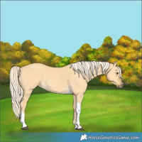 Horse Color:Palomino Dun Tobiano 