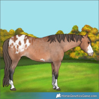 Horse Color:Bay Appaloosa 