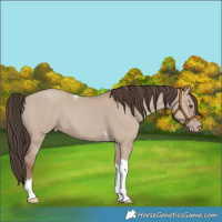 Horse Color:Classic Champagne Dun Tobiano