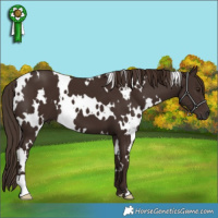 Horse Color:White Spotted Liver Chestnut