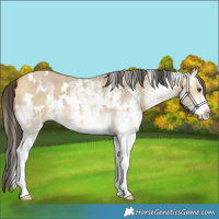 Horse Color:White Spotted Buckskin Dun 