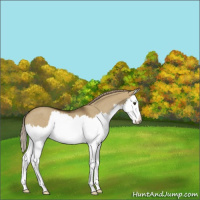Horse Color:Chocolate Palomino Roan Dun Splash 