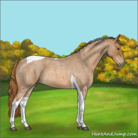 Horse Color:Red Roan Tobiano 