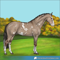 Horse Color:White Spotted Liver Red Dun Splash Brindle