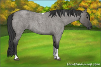 Horse Color:Grullo Roan Tobiano 