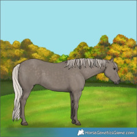Horse Color:Silver Grullo 