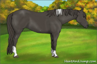 Horse Color:Smoky Black Tobiano 