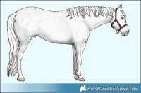 Horse Color:Silver Brown Pearl Sabino Rabicano 