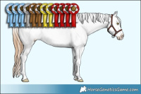 Horse Color:Chestnut Pearl Sabino Appaloosa 
