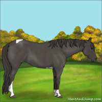Horse Color:Smoky Blue Roan Tobiano