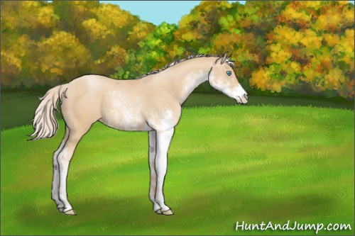 Horse Color:Palomino Pearl Sabino