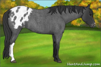 Horse Color:Blue Roan Appaloosa 
