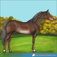 Horse Color:Liver Chestnut Mushroom Sabino 