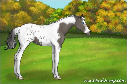 Horse Color:Gray Grullo Splash Tobiano Frame Appaloosa