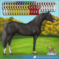 Horse Color:Liver Chestnut Mushroom Sabino