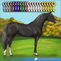 Horse Color:Liver Chestnut Mushroom Sabino