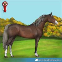 Horse Color:Liver Chestnut Mushroom Sabino 