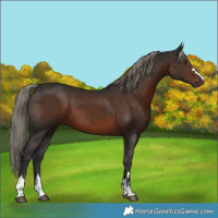 Horse Color:Liver Chestnut Mushroom 