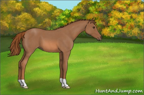 Horse Color:Red Roan 
