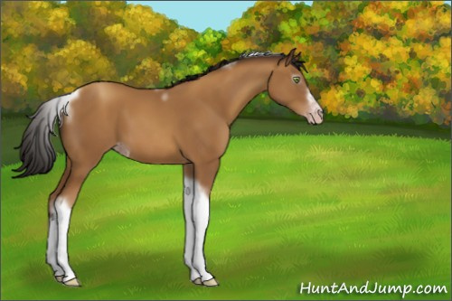 Horse Color:Gray Amber Champagne Tobiano Frame Appaloosa