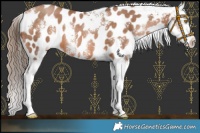 Horse Color:Brown Pearl Sabino Near Leopard