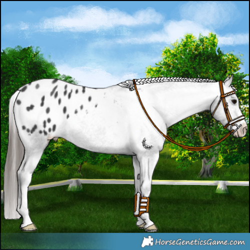 Horse Color:Black Appaloosa 