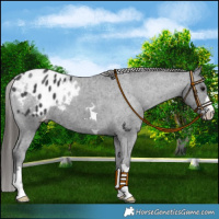Horse Color:Black Appaloosa