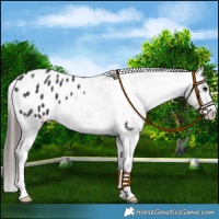 Horse Color:Black Appaloosa 